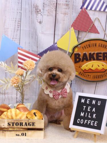 20240913ピノくん